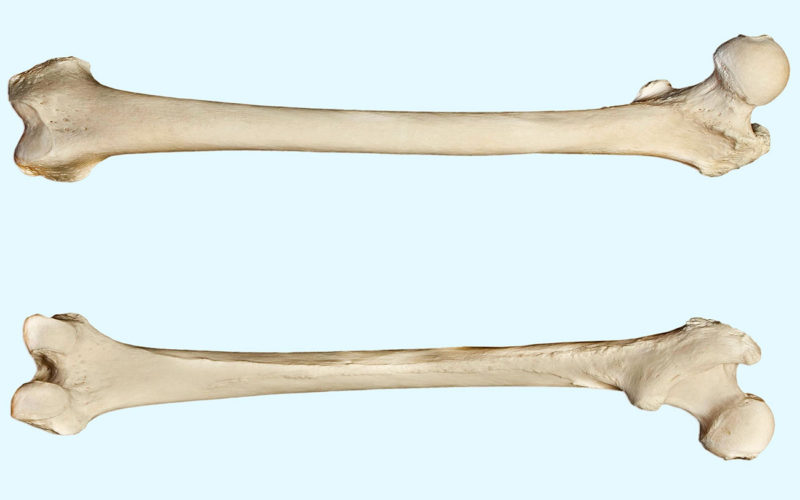 Cómo se llama el hueso más grande del cuerpo humano
