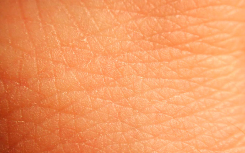 De qué está formada la piel