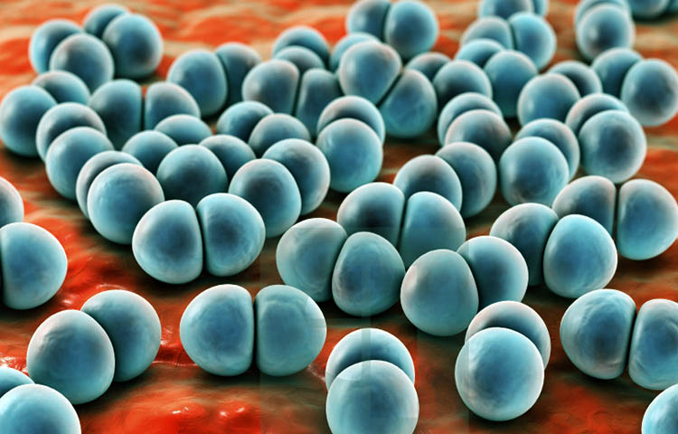 Diferencias entre staphylococcus y streptococcus