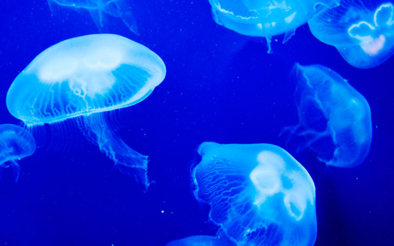 Qué hacer si te pica una medusa