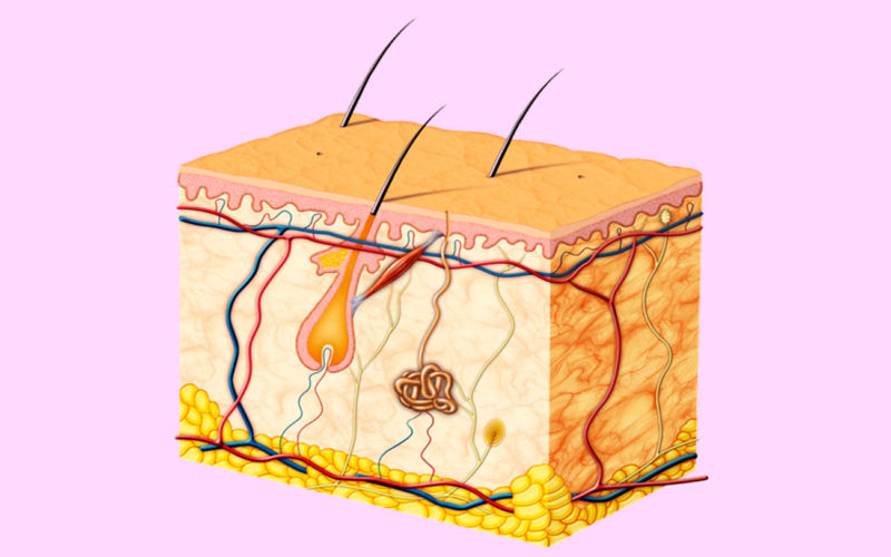 Qué glándula produce el sudor