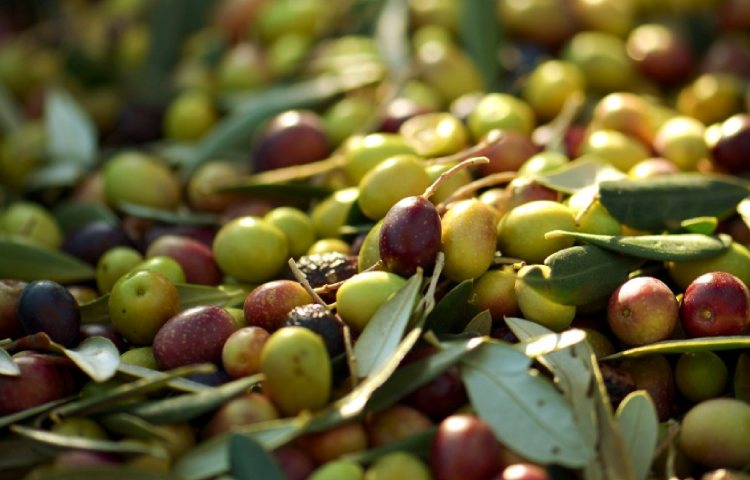 Datos nutricionales y curiosidades de las aceitunas