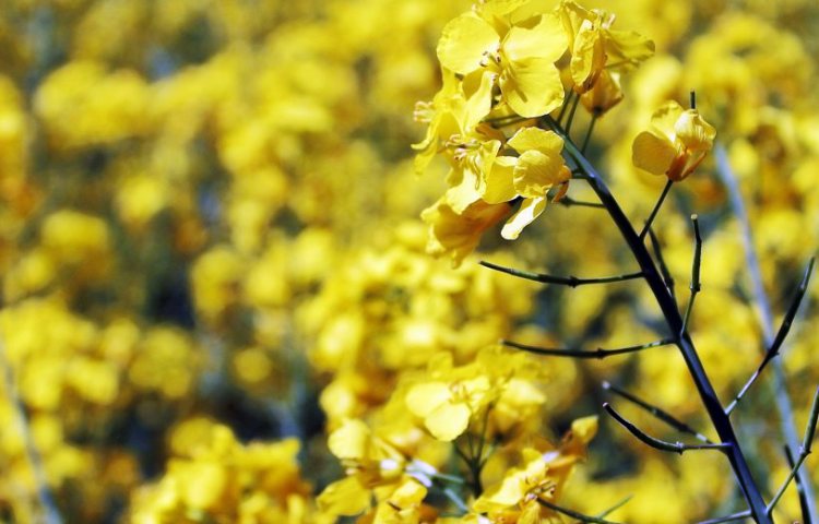 Datos nutricionales y curiosidades del aceite de canola
