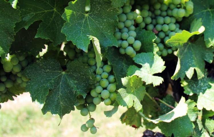 Diferencias entre Cabernet Sauvignon y Chardonnay