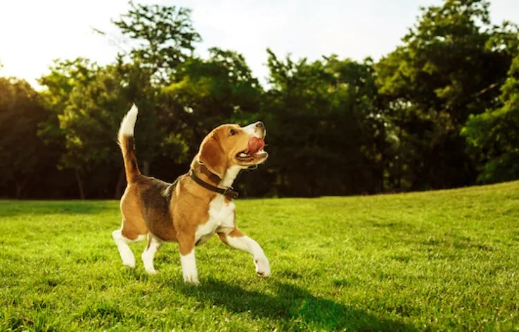 Cuál es la diferencia entre un perro y un ser humano