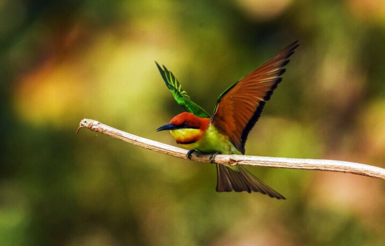 Cuál es la semejanza entre aves y mamíferos