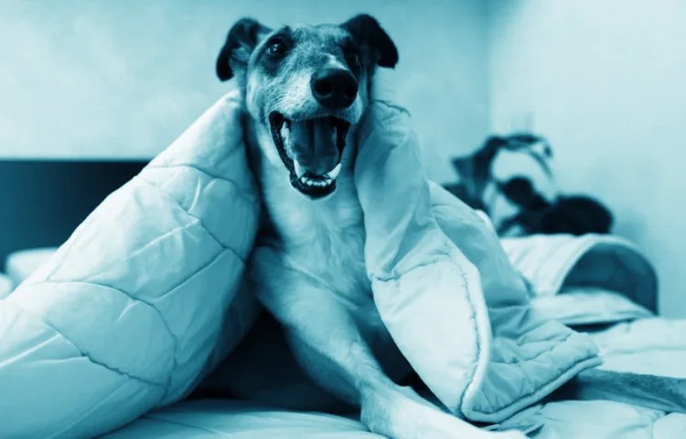 Cuáles son las características de los perros