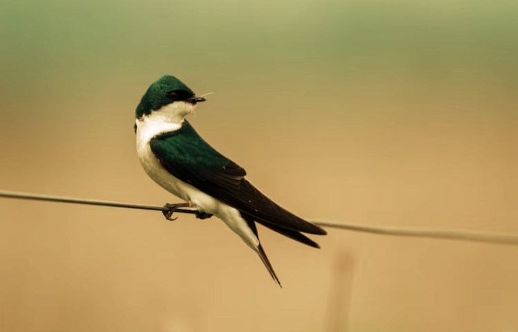 Cuáles son las características de un ave