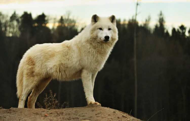 Cuáles son las características que comparten los animales