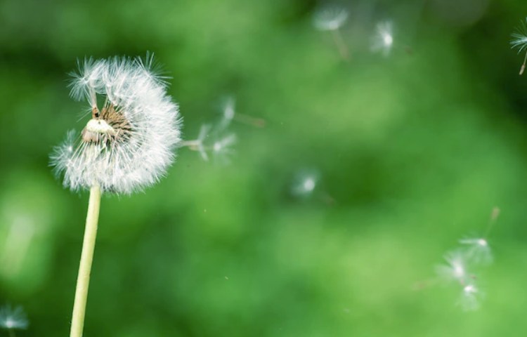 Cómo actúa el diente de león en el hígado