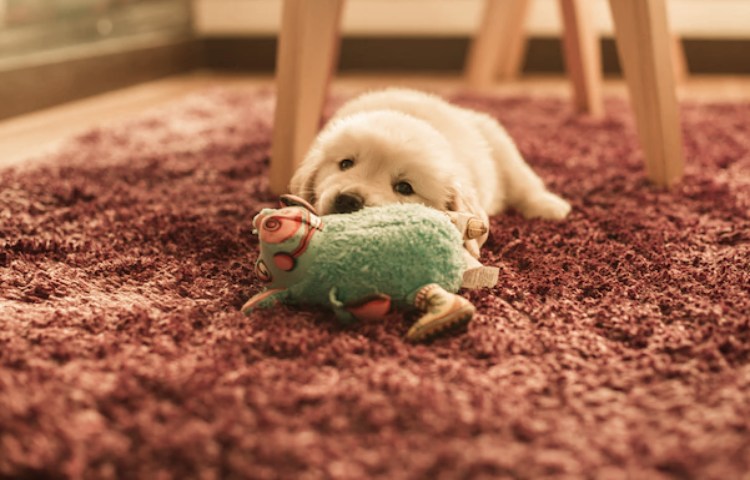 Cómo limpiar el olor a orina de perro