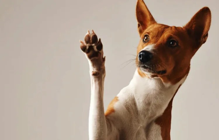 Cómo los perros expresan amor