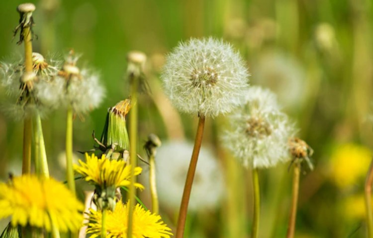 Cómo preparar el diente de león para limpiar los riñones