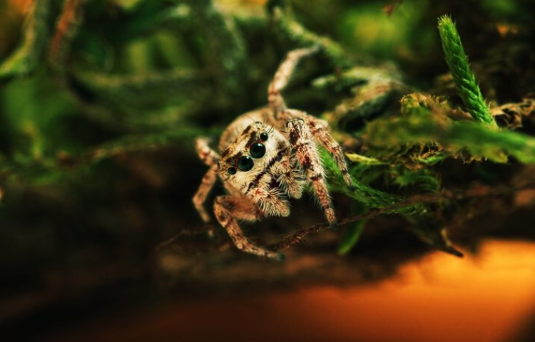 Ejemplos de mutualismo la araña y el sapo