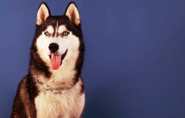 Por qué mi perro me acompaña al baño