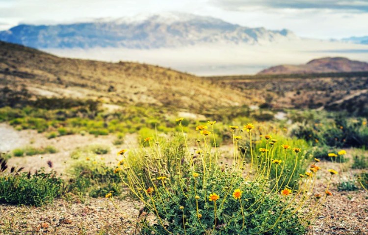 Qué animales hay en las mesetas
