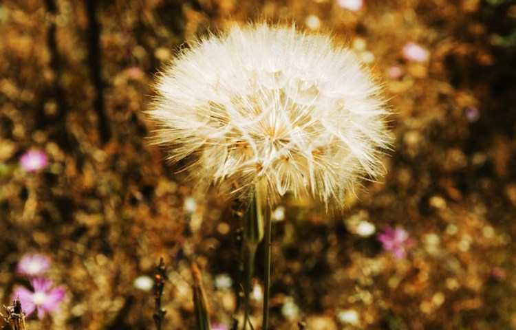 Qué beneficios tiene tomar agua de diente de león