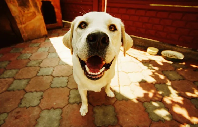 Qué características son semejantes entre un perro y un humano