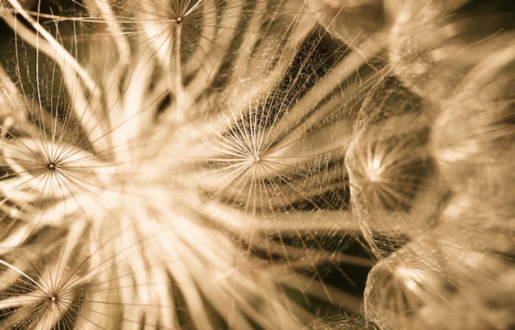 Qué cura el diente de león y cómo se prepara