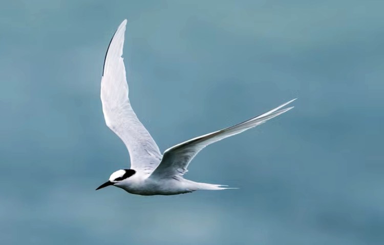 Qué diferencia hay entre las aves y los peces