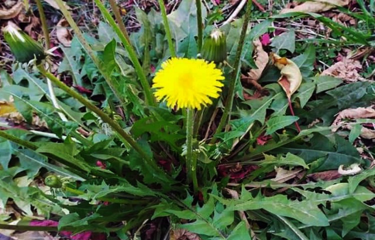 Qué es lo que cura el diente de león