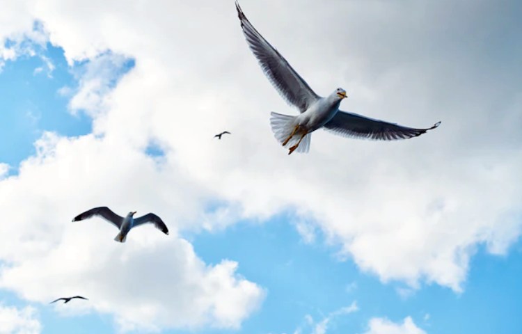 Qué es lo que diferencia a las aves de los demás animales