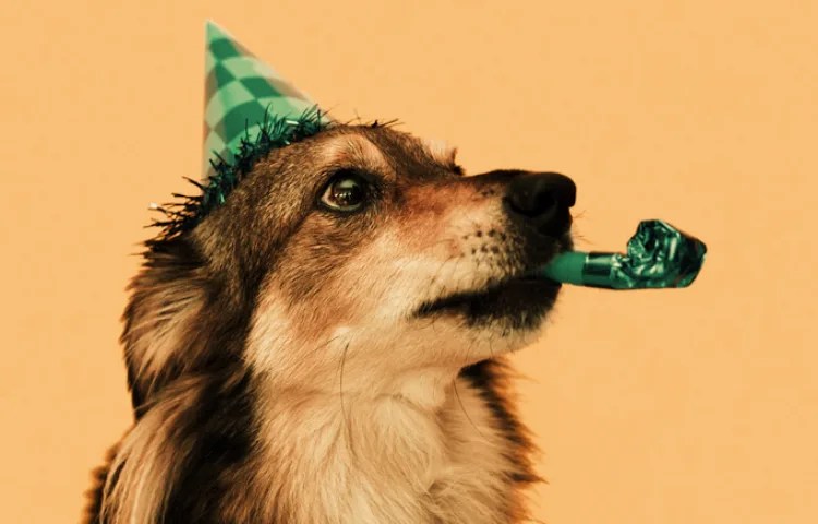 Qué pasa cuando tu perro te lame mucho