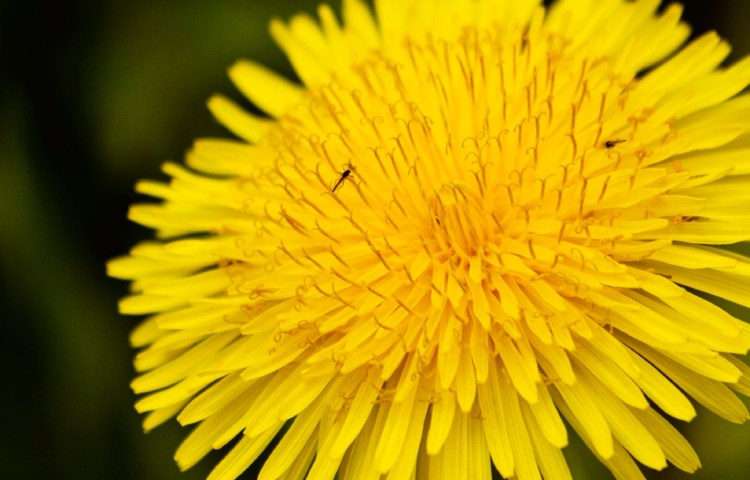 Qué pasa si tomo diente de león todos los días