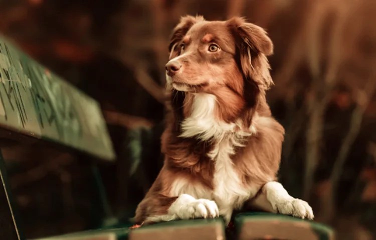 Qué pasa si tu perro se duerme contigo