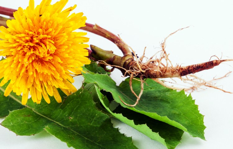 Qué personas no pueden tomar diente de león