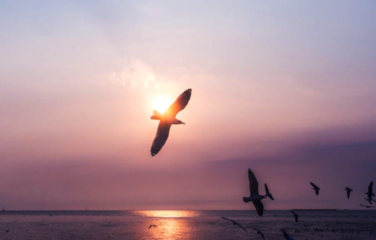 Qué semejanzas y qué diferencias existen entre el ala de un ave y la de un murciélago