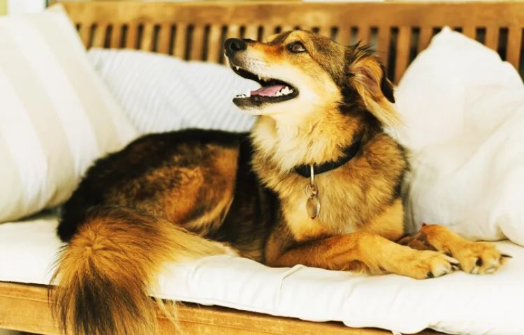 Qué siente mi perro cuando me ve llorar