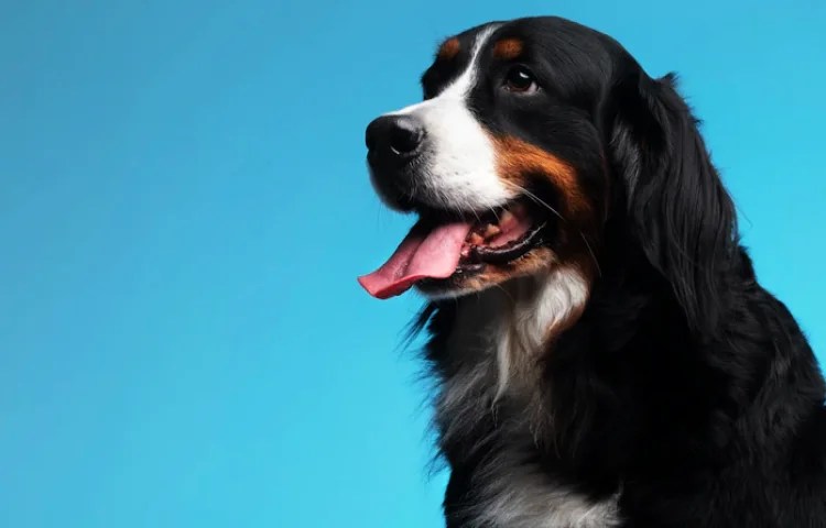 Qué siente un perro cuando le das un beso