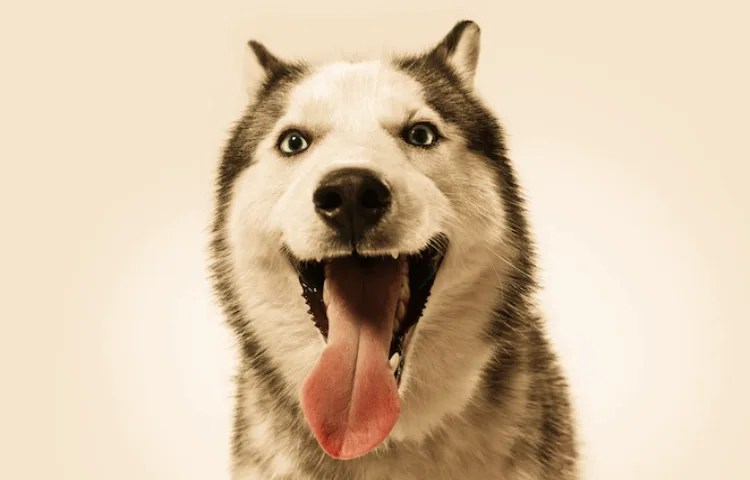 Qué tienen de común el perro y el caballo