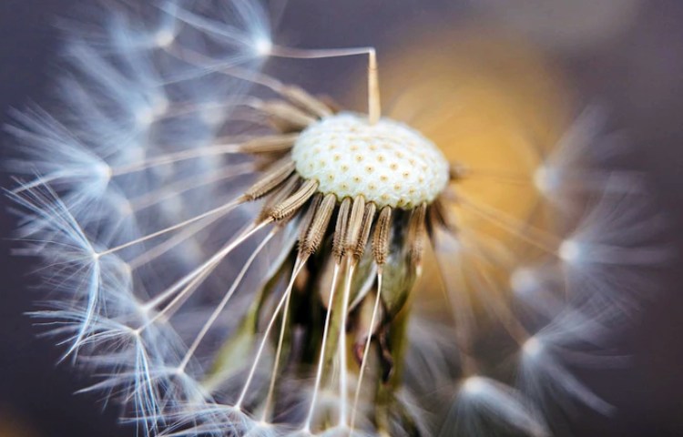 Qué vitaminas tiene el diente de león
