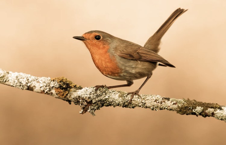 Semejanzas entre aves y anfibios