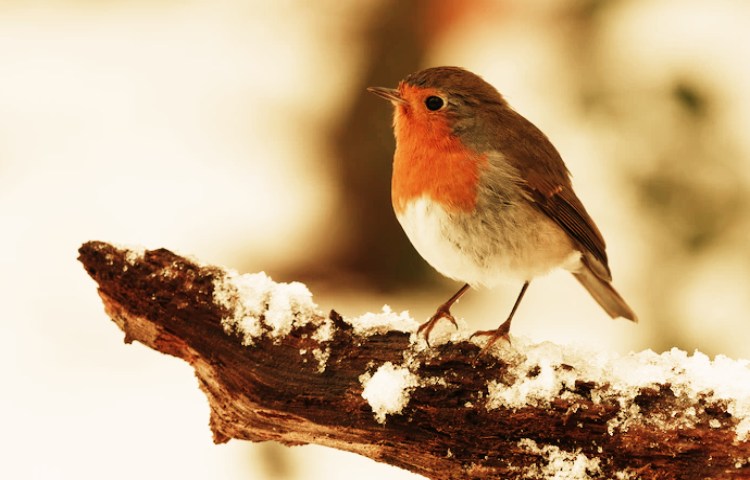 Semejanzas entre aves y aviones