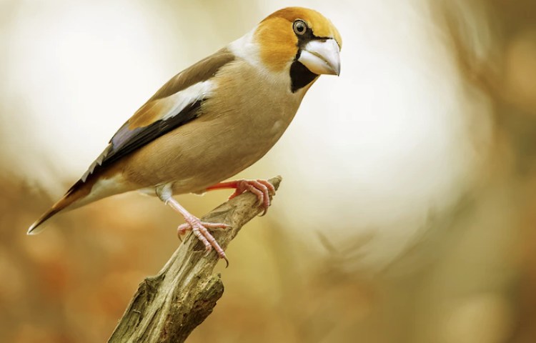 Semejanzas entre aves y dinosaurios