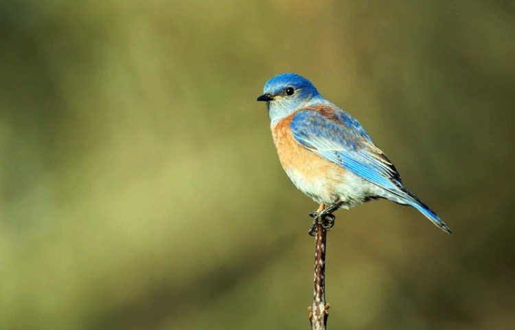 Semejanzas entre aves y humanos