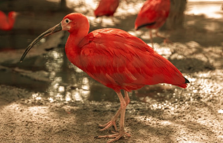 Semejanzas entre aves y murciélagos