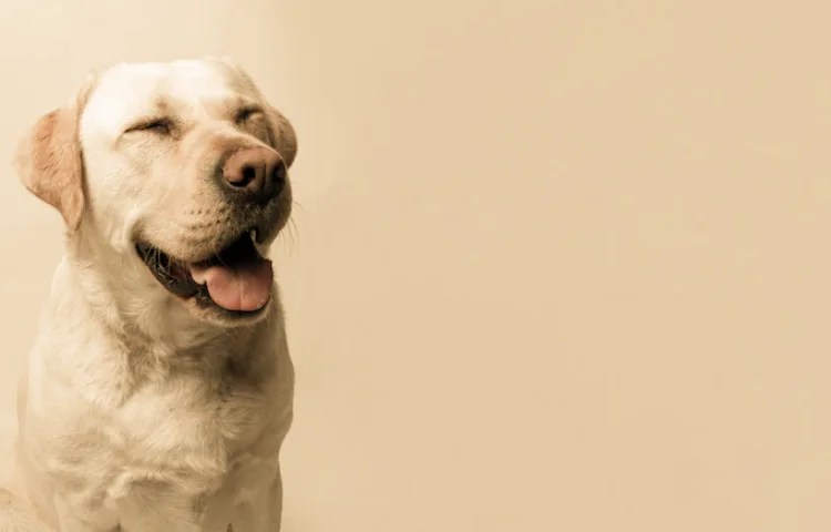 Semejanzas entre perro y caballo