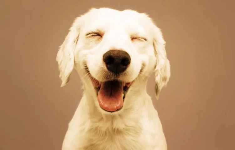 Semejanzas entre perro y conejo