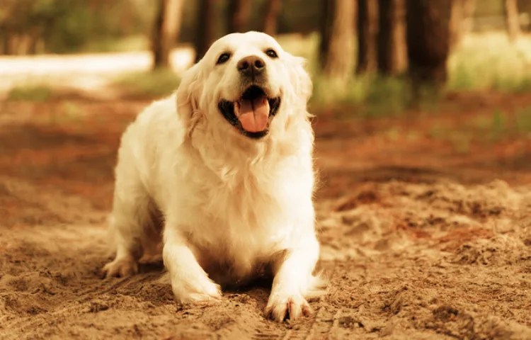 Semejanzas entre perro y coyote