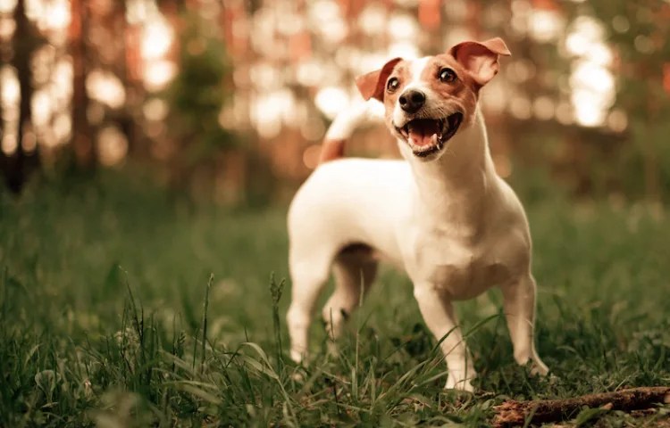 Semejanzas entre perro y león