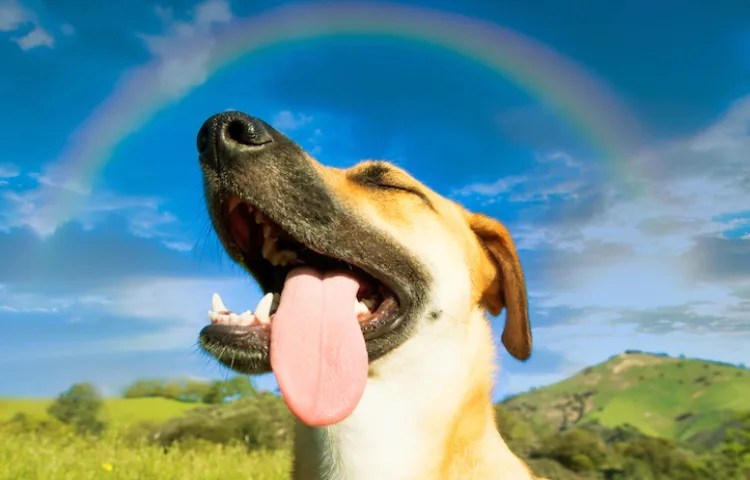 Semejanzas entre perros y aves