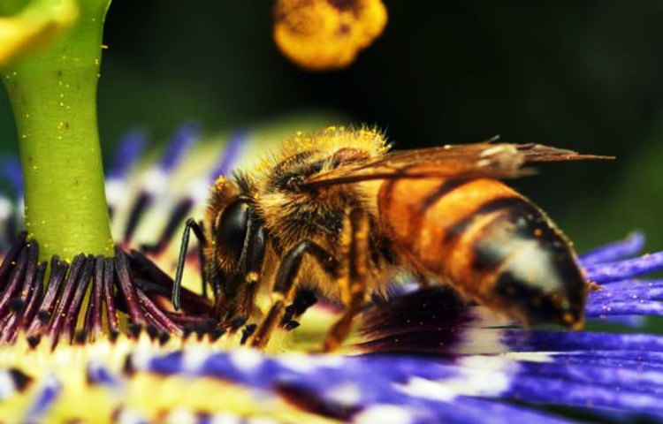 Ejemplos de mutualismo obligado