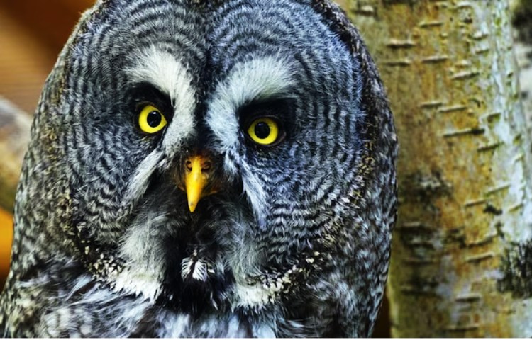 Qué animal representa la tristeza