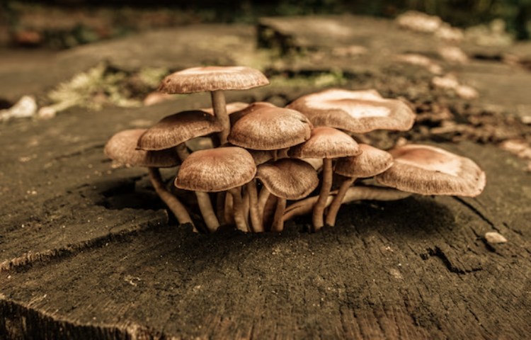 Semejanzas entre animales y hongos