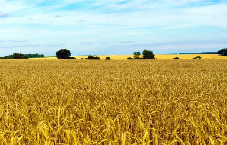 Diferencias entre Ucrania y Brasil